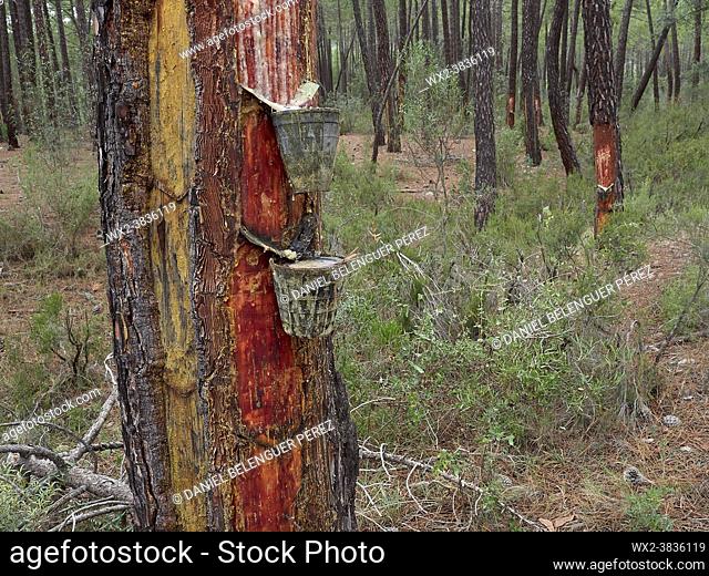 Rodeno pine (pinus pinaster) forest in Talayuelas, exploited to extract resin from them, Talayuelas, Cuencia mountain range, Castile-la-Mancha