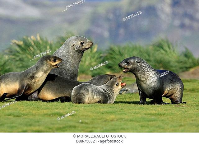 Antarctic Fur Seal (Arctocephalus gazella). Salisbury plains, South Georgia, SGSSI, UK