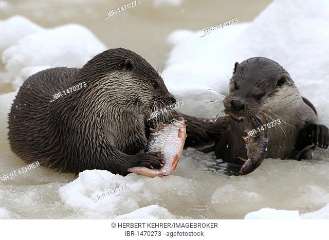 European Otter (Lutra lutra)