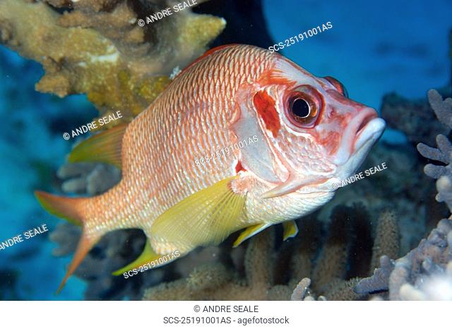 Sabre squirrelfish, Sargocentron spiniferum, Rongelap, Marshall Islands Micronesia