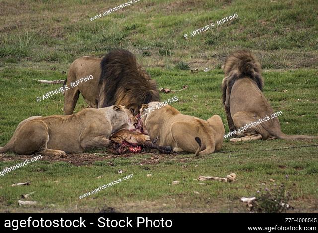 Lions feeding on carcass. The Rhino and Lion Nature Reserve, Johannesburg, South Africa, Africa
