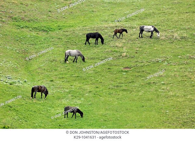 Feral Horse Wild Horse Equus caballus  Family group foraging on hillside
