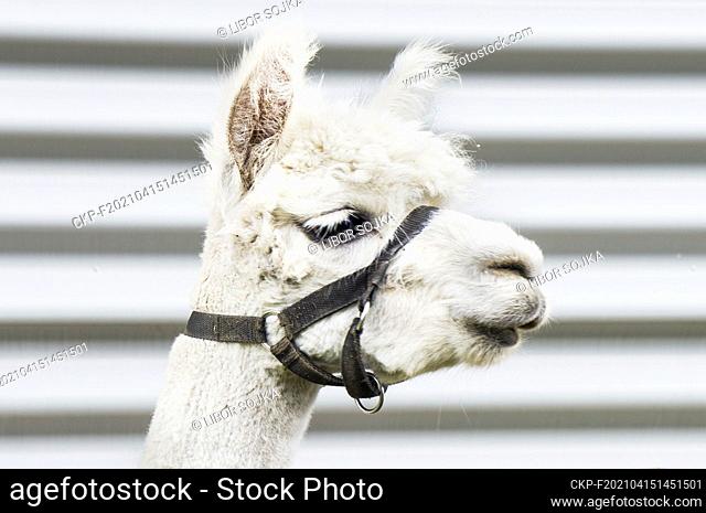 cropped Alpaca, Lama guanicoe pacos, June 14, 2020. (CTK Photo/Libor Sojka)