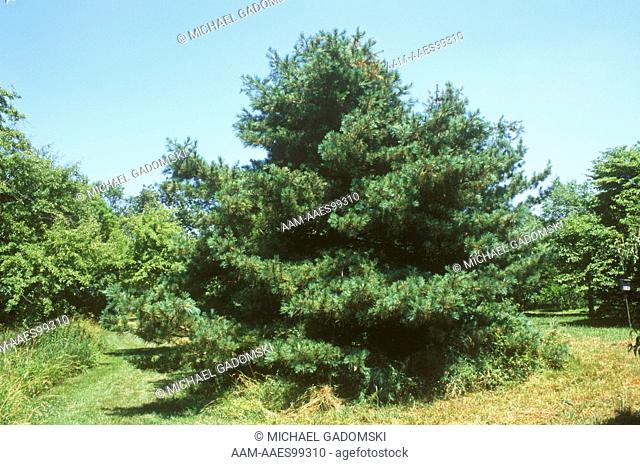 Korean Pine (Pinus koraiensis), native to Japan & Korea