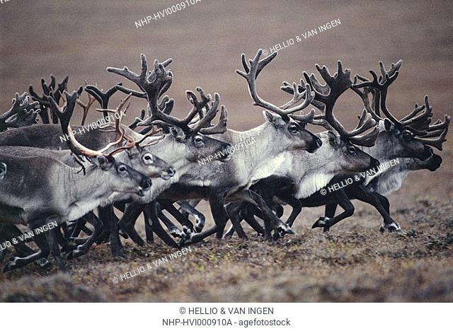 REINDEER herd Rangifer tarandus running across tundra Taimyr Reserve, Siberia, Russian Arctic