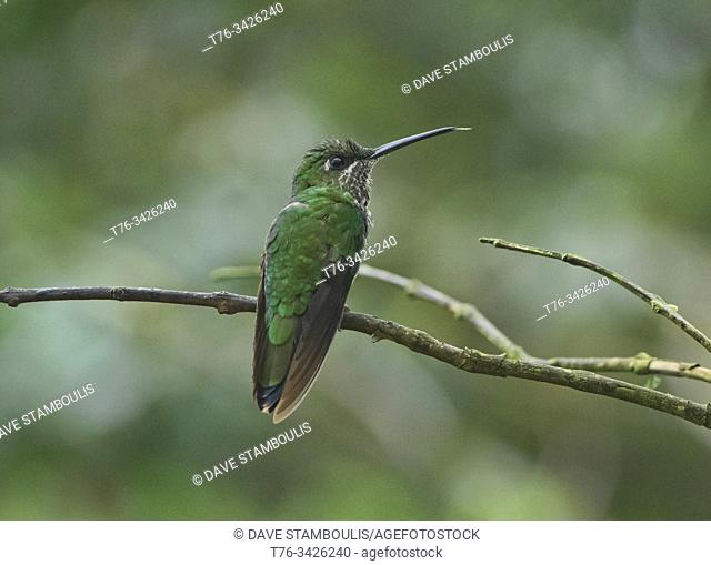 Buff-tailed coronet hummingbird (Boissonneaua flavescens), Bellavista Cloud Forest Reserve, Mindo, Ecuador