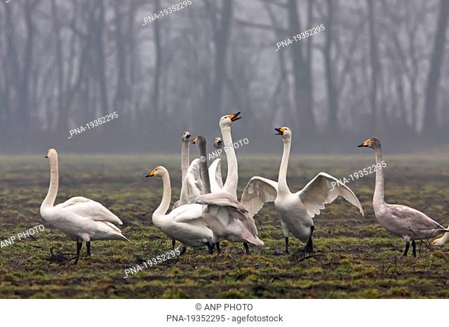 Whooper Swan Cygnus cygnus - Laar, County of Bentheim, Grafschaft Bentheim, Lower Saxony, Niedersachsen, Germany, Europe