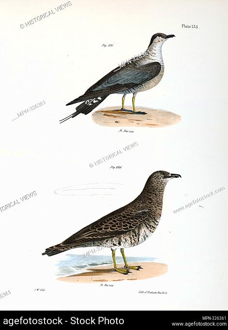 291. The Arctic Hawk Gull (Lestris buffoni). 292. The Pomarine Hawk Gull (Lestris pomarinus). De Kay, James E. (James Ellsworth), 1792-1851 (Author)