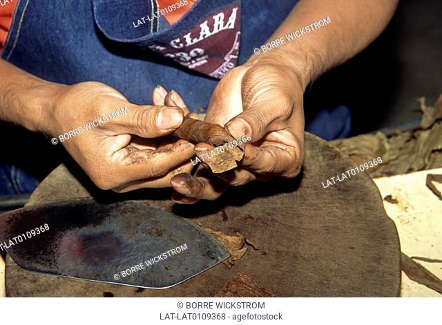 Santa Clara cigar factory. Person rollng brown dried tobacco leaves into cigar. Hand made