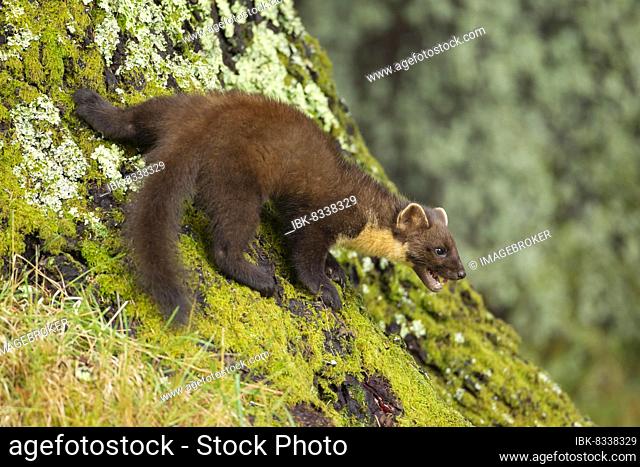 European pine marten (Martes martes) adult on a tree trunk, Ardnamurchan, Scotland, United Kingdom, Europe