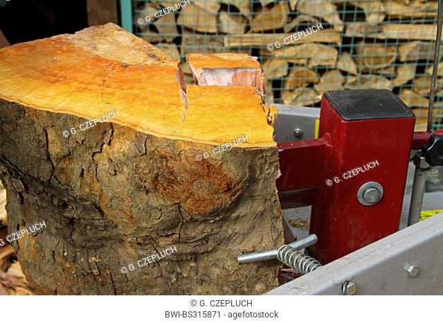 sycamore reunk in a hydraulic machine for splitting wood, Germany, Nordrhein Westfalen