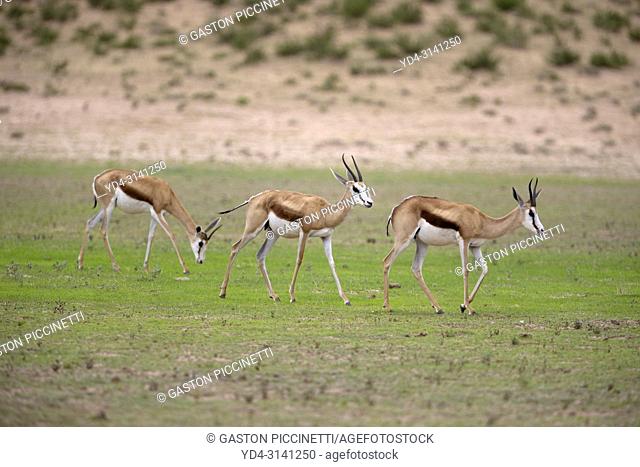 Springbok (Antidorcas marsupialis). Kgalagadi Transfrontier Park in rainy season, Kalahari Desert, South Africa/Botswana