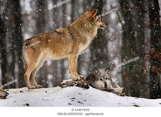 timber wolf Canis lupus lycaon, in snowstorm