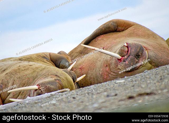 Walrus, Odobenus rosmarus, Arctic, Spitsbergen, Svalbard, Norway, Europe