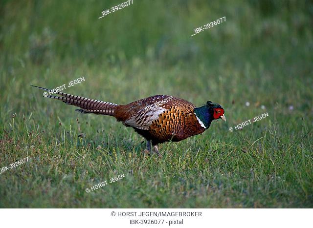 Pheasant (Phasianus colchicus), Texel, West Frisian Islands, province of North Holland, Holland, The Netherlands