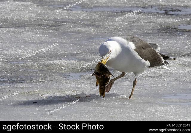 Great Black-backed Gull eats Crucian Carp, june 2020 | usage worldwide. - Tromsö/Troms/Norway