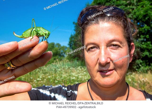 Directress of the BUND project 'Gruenes Band Deutschland' (lit.: Green band of Germany) Liana Geidezis shows a large saw-tailed bush cricket which is critically...