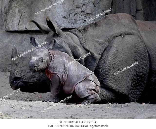 06.09.2018, Berlin: Rhino Betty lies next to her newborn in the zoo. The young was born on 05.09.18. (Repetition with modified image editing) Photo: Britta...