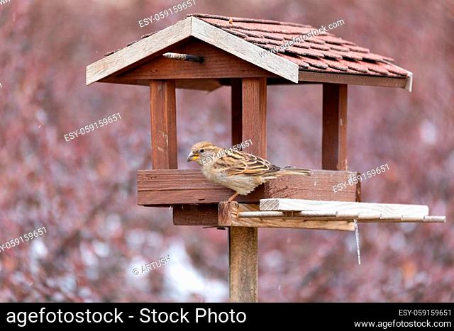 female of house sparrow, Passer domesticus, feeding in simple homemade wooden bird feeder, birdhouse installed on winter garden in snowy day