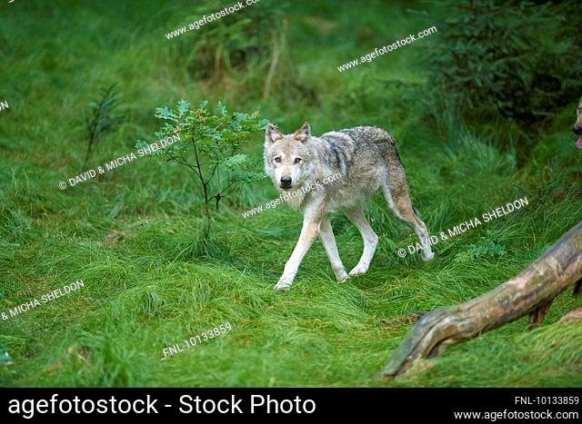 Eurasian wolf, Canis lupus lupus, National Park, Bavarian Forest, Bavaria, Germany, Europe