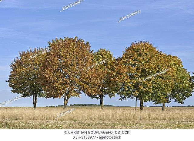 route de campagne bordee d'arbres, departement d'Eure-et-Loir, region Centre-Val de Loire, France, Europe/tree-lined country road, Eure-et-Loir department