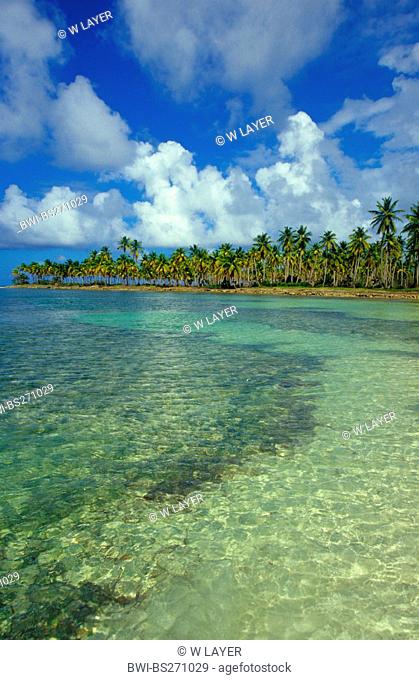 coconut palm Cocos nucifera, palm beach, Dominican Republic, Samana