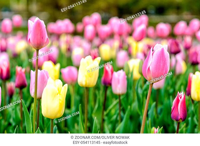 colorful tulip in full bloom in springtime in Germany in Europe