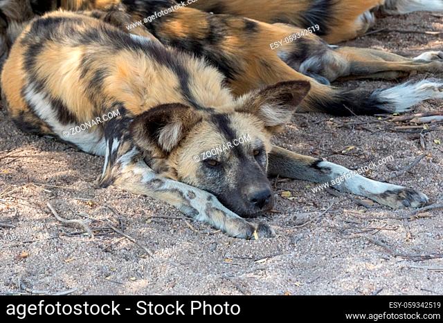 A pack of wild dogs in the Kruger National Park South Africa