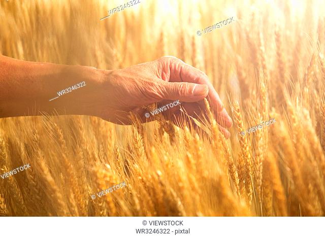 Farmers in view of wheat crop