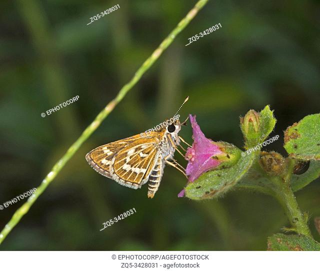 Common Grass Dart, Taractrocera maevius, Butterfly, Garo Hills, Meghalaya, India
