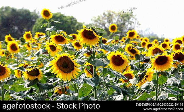 DHAKA, BANGLADESH - MARCH 23: Detail of sunflower field, Farmers has increased the production of the sunflowers on the season