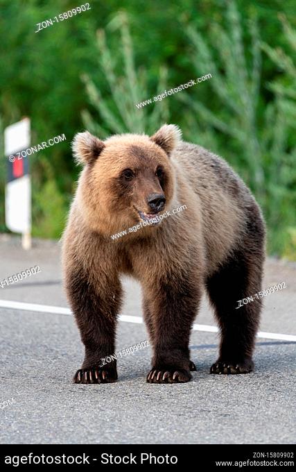 Wild young hungry and terrible Kamchatka brown bear (Eastern brown bear) standing on asphalt road, heavily breathing, sniffing and looking around