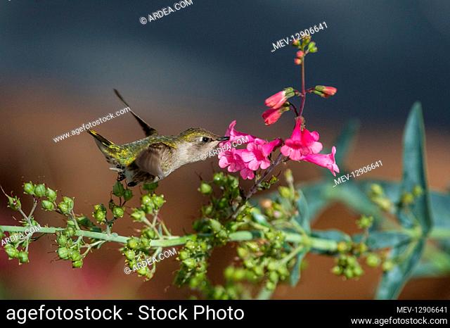 Female Anna's Hummingbird (Calypte anna) feeding on Parry's Penstemon (Penstemon parryi) wildflowers. Arizona. Feb-March