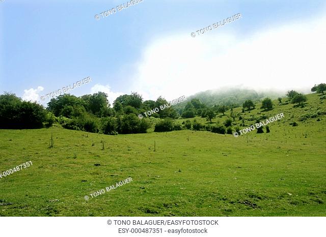 Green meadow horizon and blue sky tranquil landscape scene