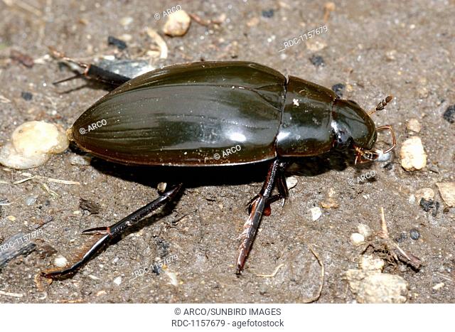greater silver water beetle