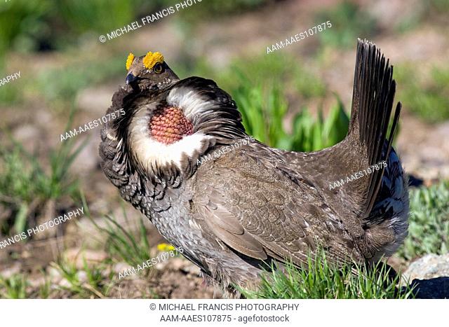 Blue 'Dusky' Grouse (Dendragapus obscurus), male displaying during summer, Dunraven Pass, Yellowstone National Park, Wyoming, USA