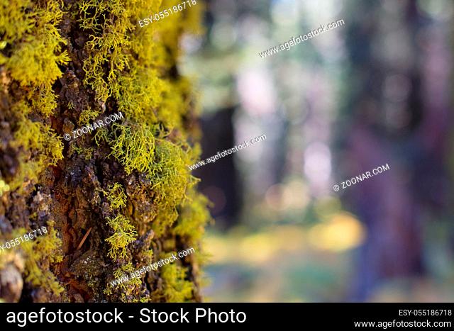 Trees surrounding Crescent Meadow picnic area in Sequoia National Park, California, USA