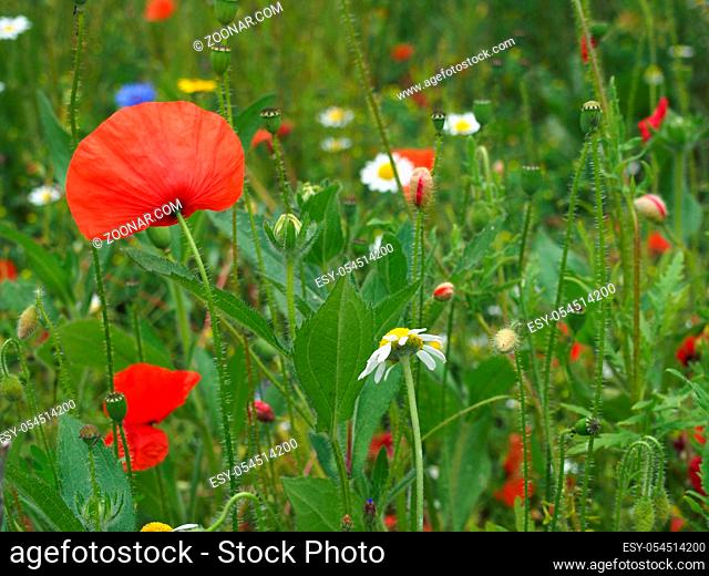 bright red corn poppy flowers with buds in a summer meadow background