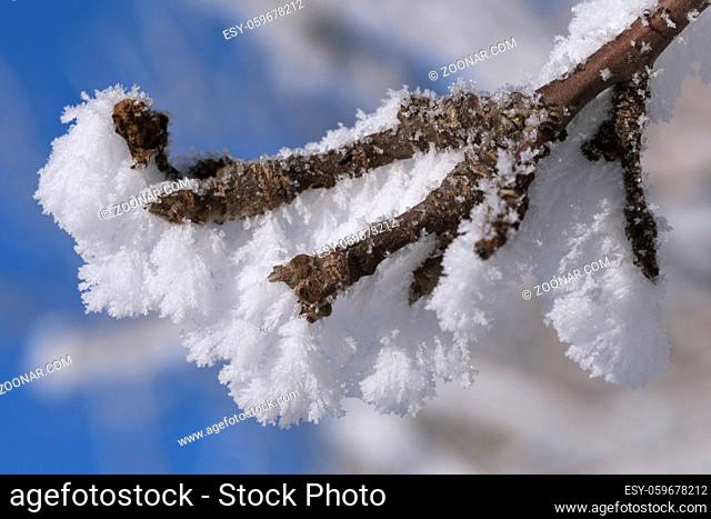 Tree branch covered with frost on a sunny winter day