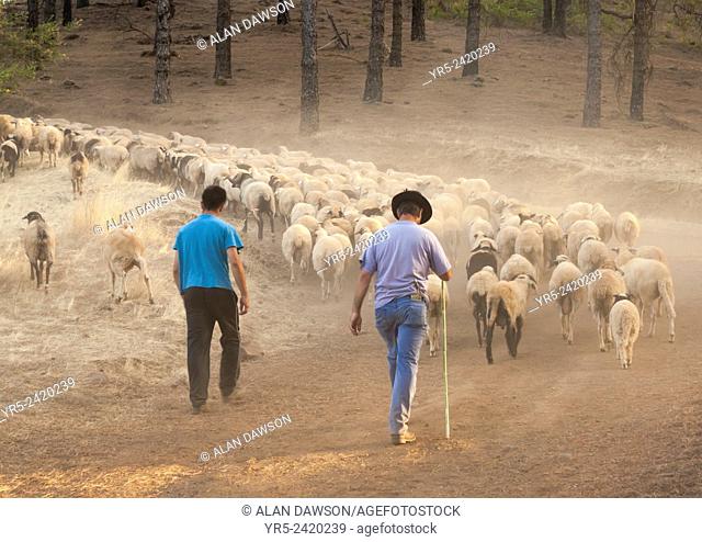 Shepherd with flock of Sheep in Pine forest in mountains on Gran Canaria, Canary Islands, Spain