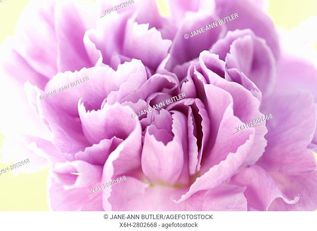lilac carnation - entice