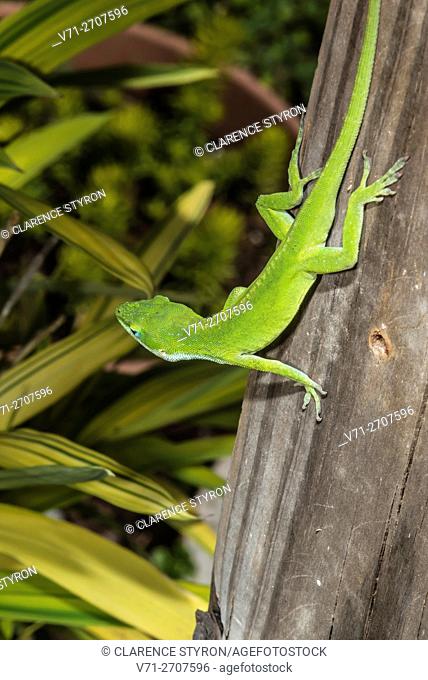 Green Anole Lizard (Anolis carolinensis). Morehead City, North Carolina, USA