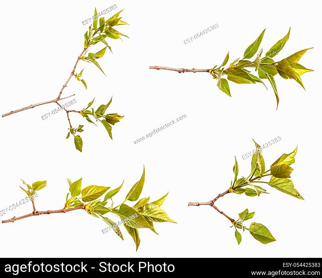A branch of a lilac bush with young green leaves. Isolated on white background. Set
