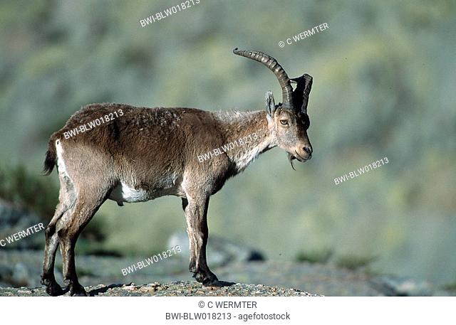 Spanish Ibex Capra pyrenaica victoriae, male, Mai 99