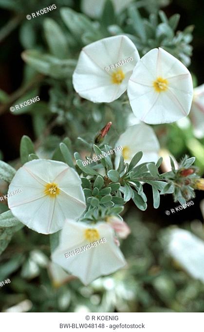 Silver Bush Convolvulus cneorum, blooming