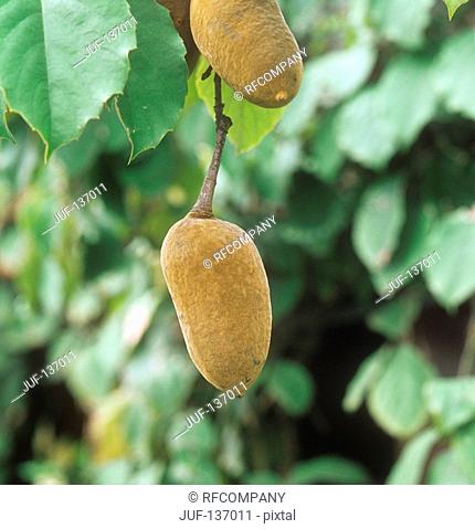 Baobab - fruits