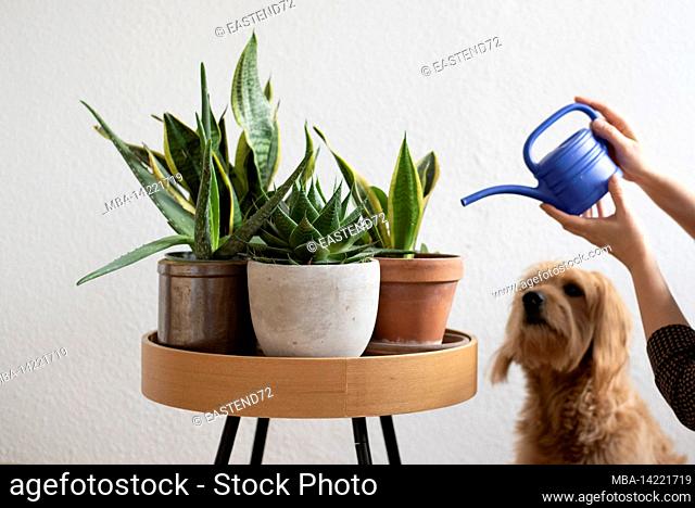 A woman is watering house plants, a dog is watching (posed scene). January 10th is Houseplant Appreciation Day. The day of honor is an invention of the US...