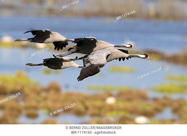 Common Cranes (Grus grus) flying over Lake Hornborga, Vaestergoetland, Sweden, Scandinavia, Europe