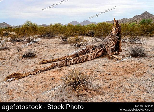 Dead and fallen saguaro cactus Sonora desert in central Arizona USA