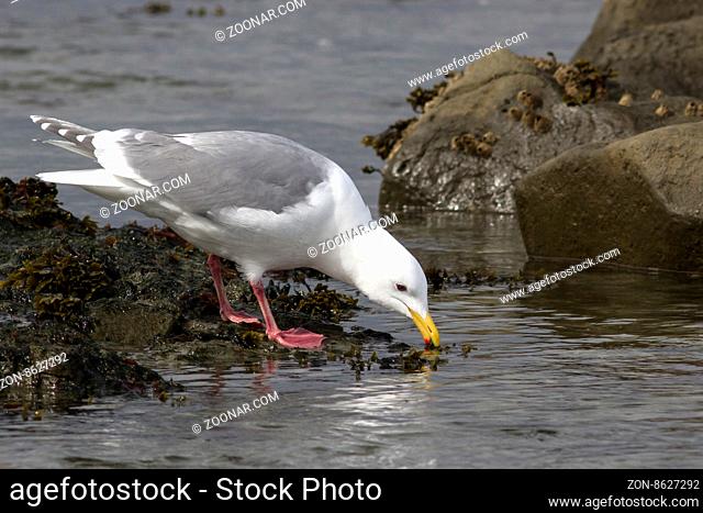 Glaucous-winged gull which forage in the band tide